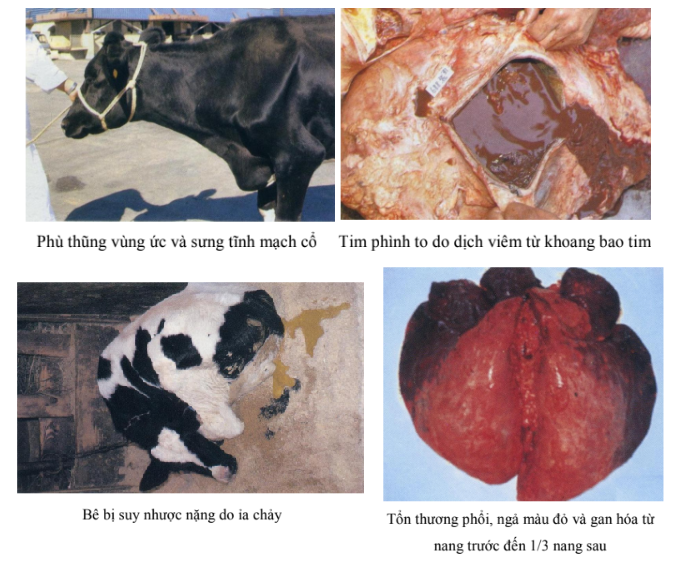 các bệnh thường gặp ở bò sữa