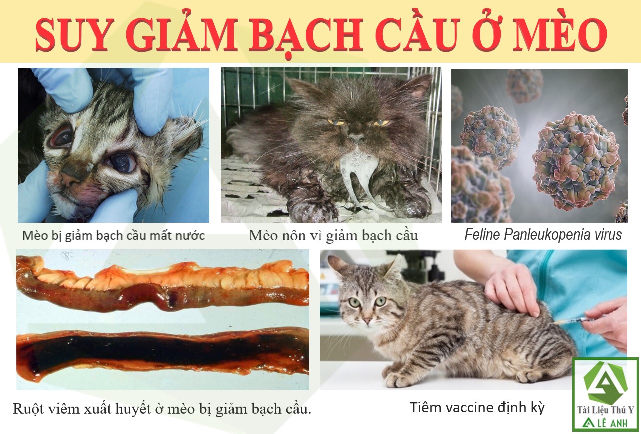 Bệnh Giảm Bạch Cầu Ở Mèo: Nguyên Nhân, Triệu Chứng và Cách Phòng Ngừa Hiệu Quả