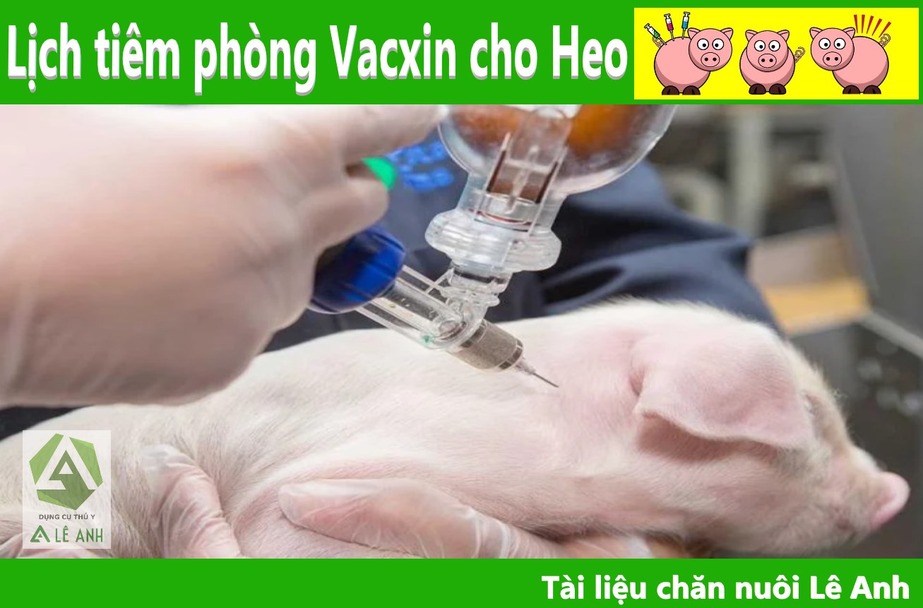 VẮC XIN PHÒNG SUYỄN HEO GIÚP GIẢM TỶ LỆ MẮC BỆNH HÔ HẤP