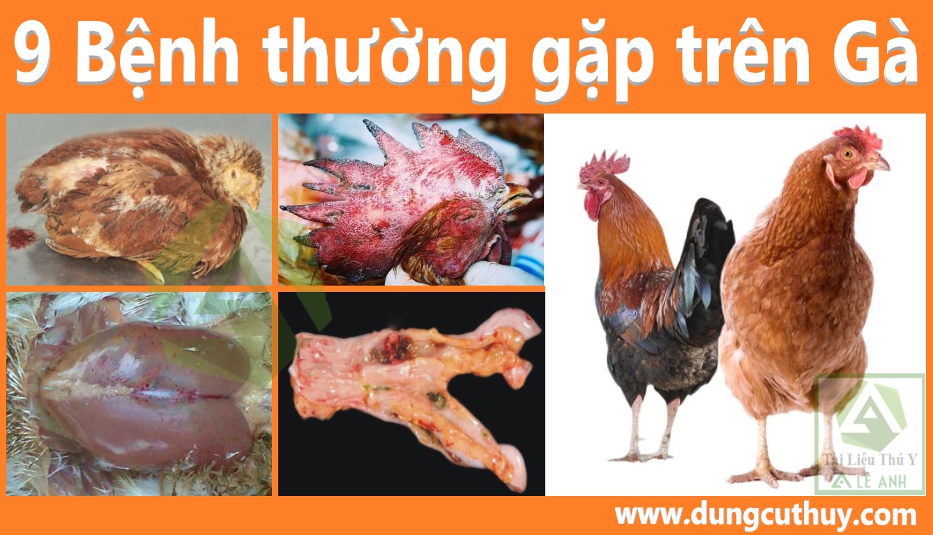 50 Bệnh Thường Gặp Ở Gà: Nguyên Nhân, Triệu Chứng và Cách Phòng Trị