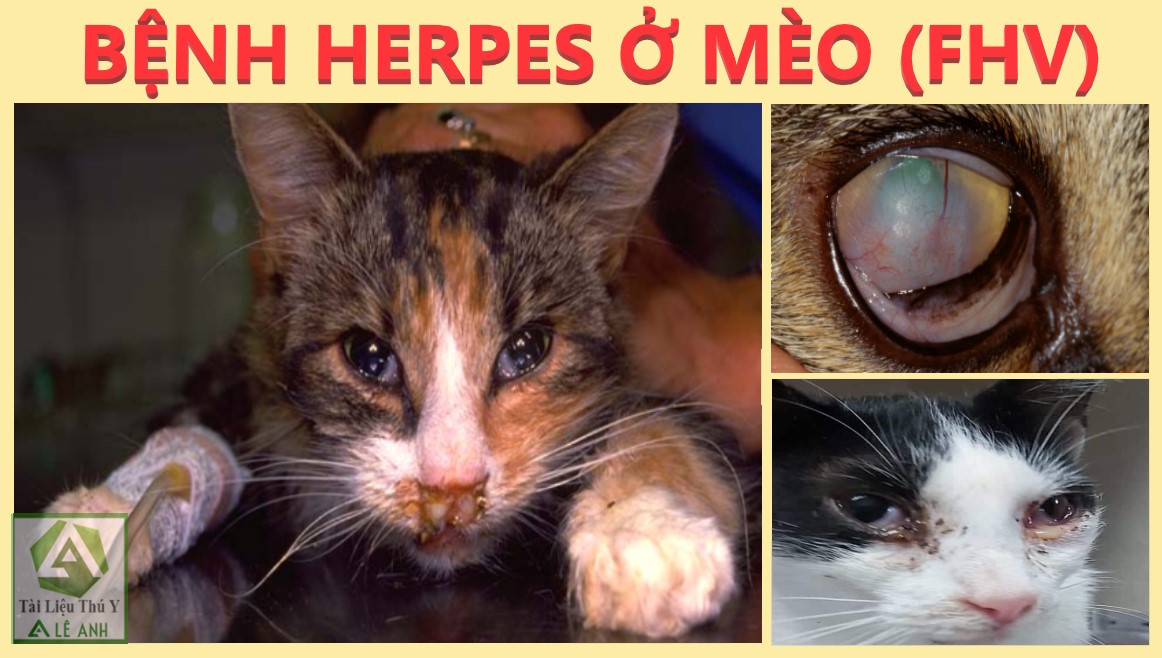 VII. Những Lưu Ý Khi Chăm Sóc Mèo Bị Nhiễm Virus Herpes