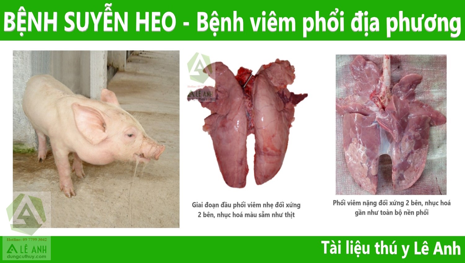 Bệnh Hen Suyễn Ở Lợn: Nguyên Nhân, Triệu Chứng Và Giải Pháp Phòng Ngừa Hiệu Quả