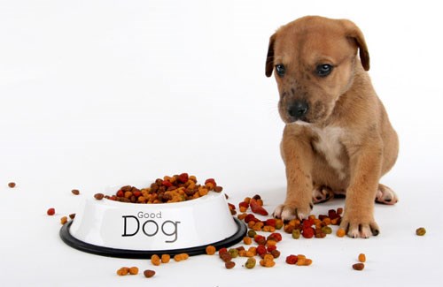 Tại sao gan heo được coi là một nguồn dinh dưỡng quan trọng cho chó?
