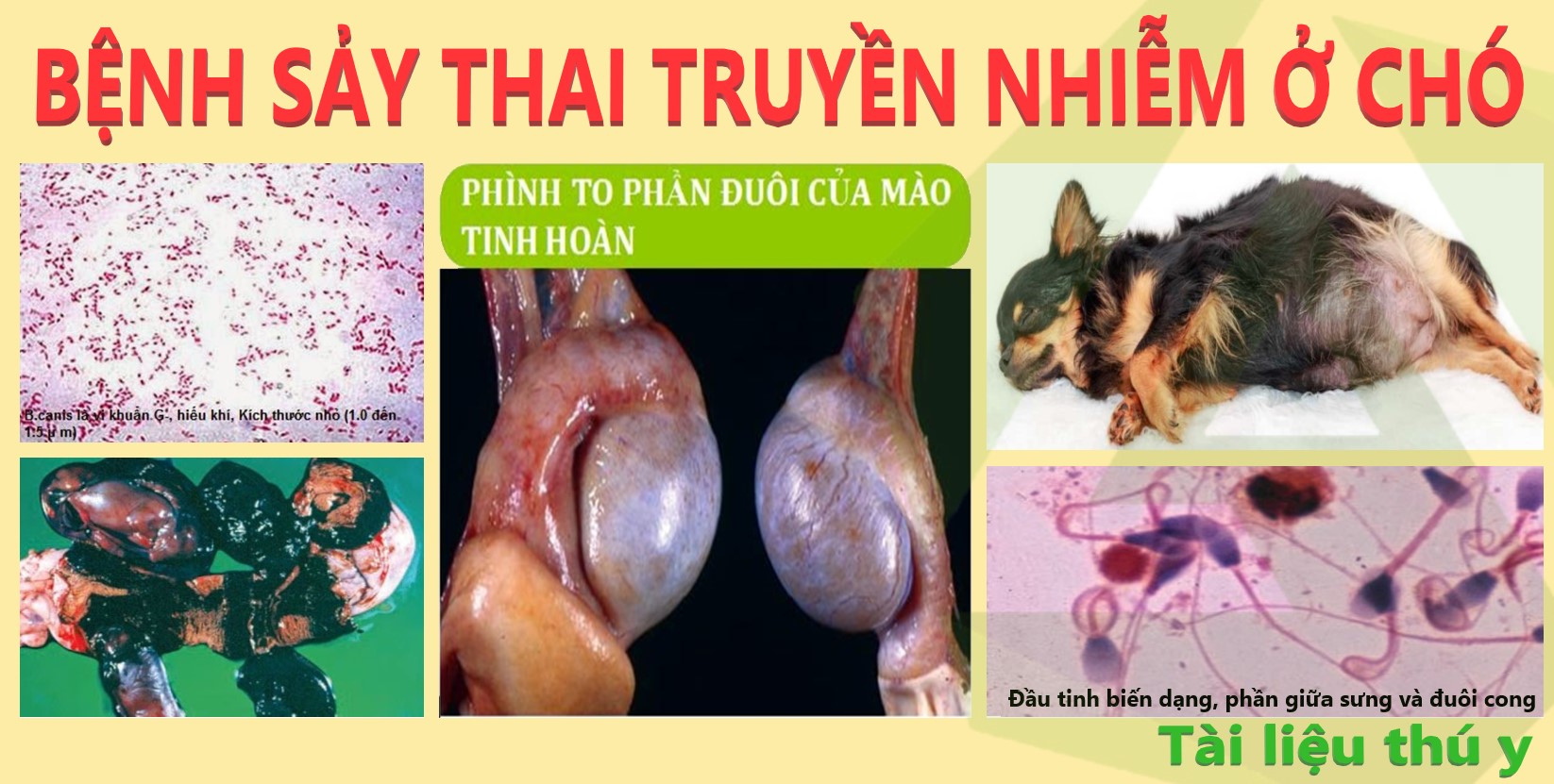 Bệnh sảy thai truyền nhiễm ở chó