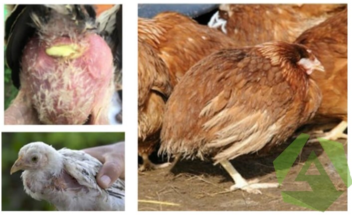 Bệnh thương hàn – Bệnh phổ biến của gà công nghiệp
